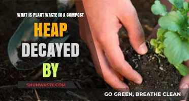 Understanding Microorganisms: The Key to Decaying Plant Waste in Compost Heaps