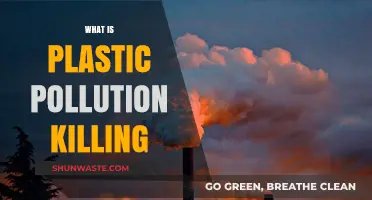 Plastic Pollution: Killing Our Planet, Our Health