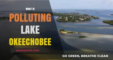 Lake Okeechobee's Pollution: What's the Main Culprit?