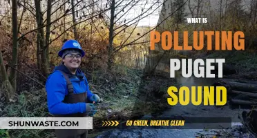 Puget Sound Pollution: Toxic Threats and Sources