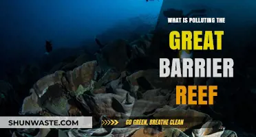 Human Impact: The Great Barrier Reef's Pollution Crisis