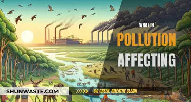 Pollution's Impact: Our World, Our Future