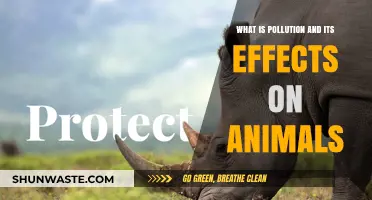 Pollution's Impact: Harming Animals, Destroying Nature