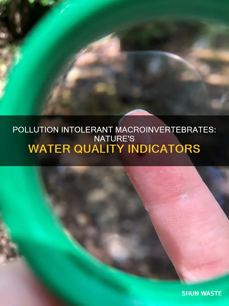 what is pollution intolerant macroinvertebrates