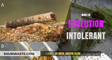 Understanding Pollution Intolerant Species and Their Plight