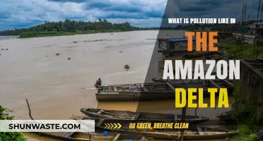Amazon Delta Pollution: A Troubling Reality