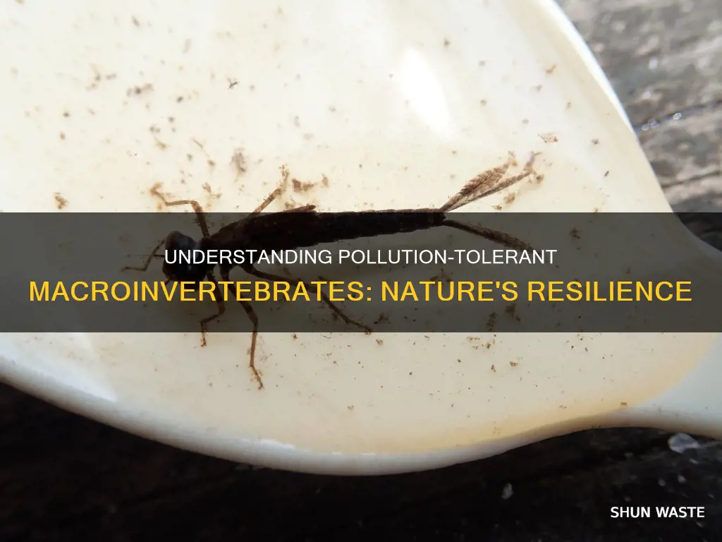 what is pollution tolerant macroinvertebrates