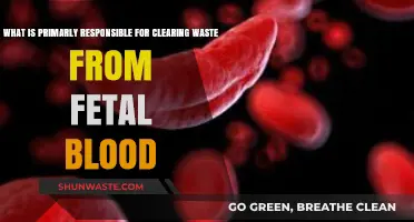 Placenta's Vital Role in Clearing Waste from Fetal Bloodstream