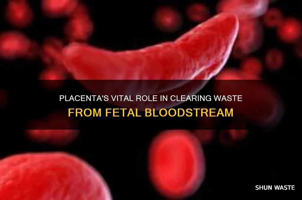 what is primarly responsible for clearing waste from fetal blood