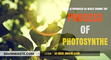 Photosynthesis Byproducts: Understanding the Waste Produced by Plants