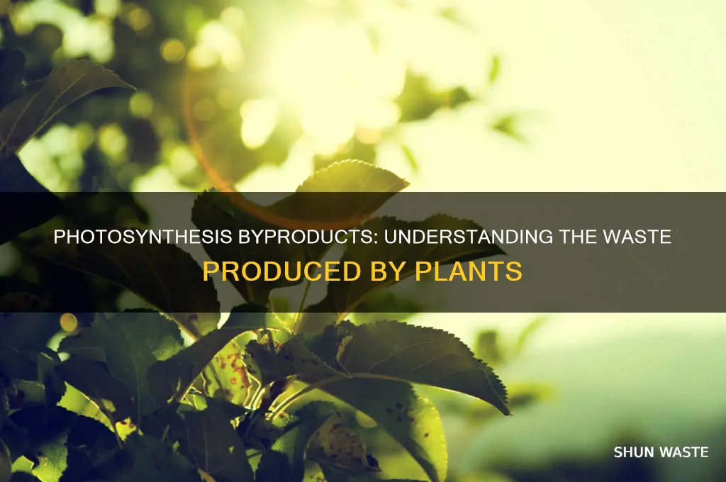 what is produced as waste during the process of photosynthesis