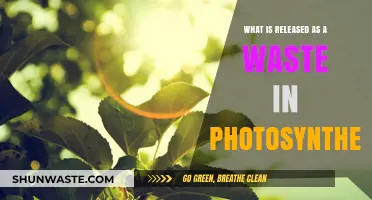 Photosynthesis Waste: Unveiling Oxygen's Role as a Byproduct