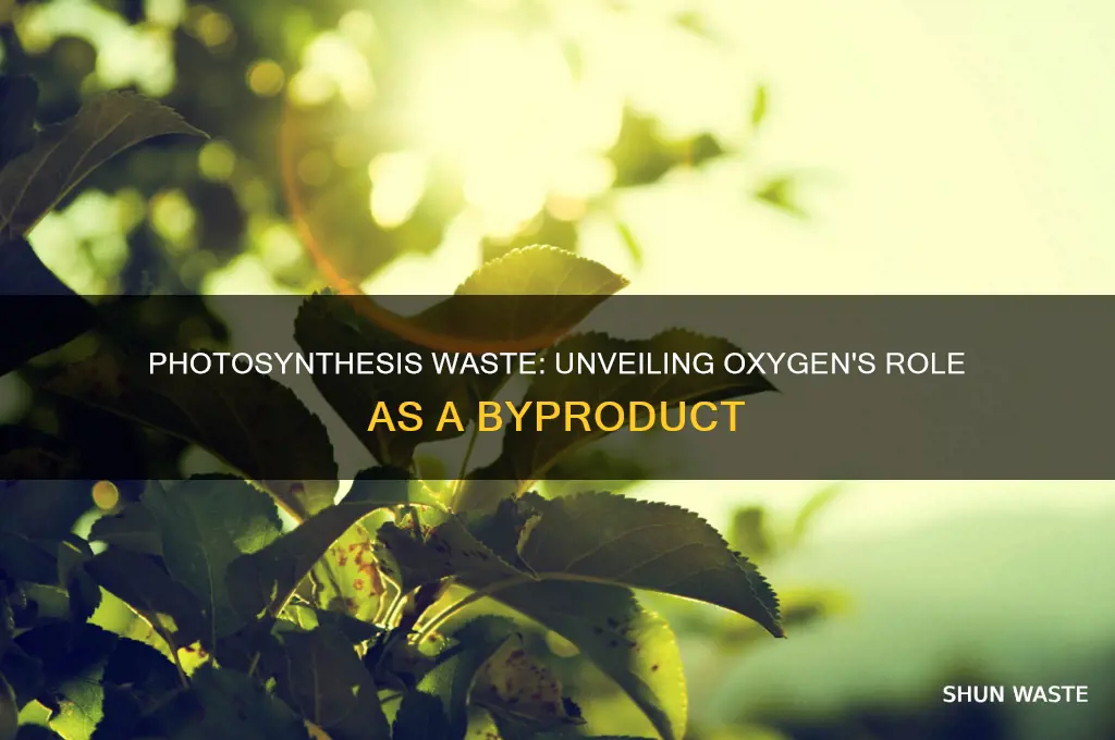 what is released as a waste in photosynthesis