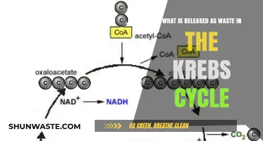 Waste Products of the Krebs Cycle: Understanding CO2 Release