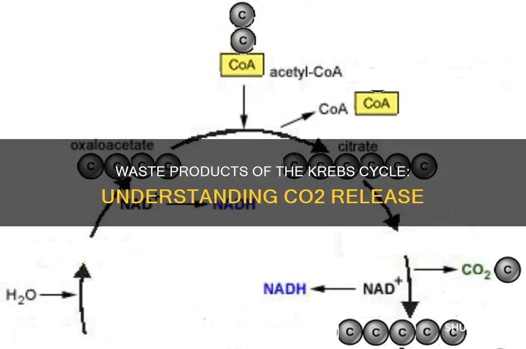 what is released as waste in the krebs cycle