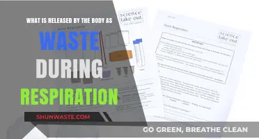 Understanding Respiration: How the Body Eliminates Waste Products