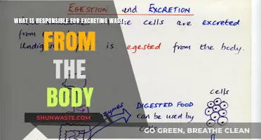 How the Body's Waste Excretion System Works: A Comprehensive Guide
