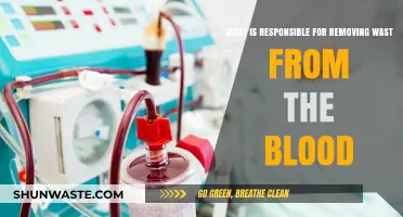 How Kidneys and Dialysis Remove Waste from Blood: Explained