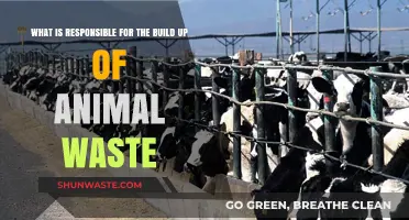 Understanding the Causes Behind Accumulating Animal Waste in Ecosystems