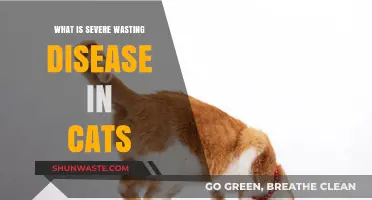 Understanding Severe Wasting Disease in Cats: Causes, Symptoms, and Treatment