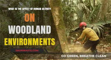 Human Impact on Woodlands: Consequences of Our Actions Explored