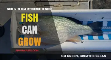 Optimal Fish Growth: Creating the Perfect Aquatic Environment for Thriving Fish