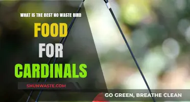 Eco-Friendly Bird Feeding: Top No-Waste Options for Cardinals