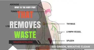The Body's Waste Removal System: Understanding Its Vital Role