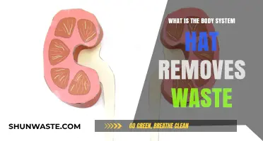 How the Excretory System Eliminates Waste from Your Body