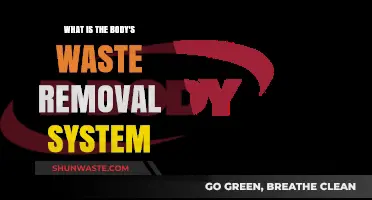 Understanding the Body's Waste Removal System: Functions and Importance