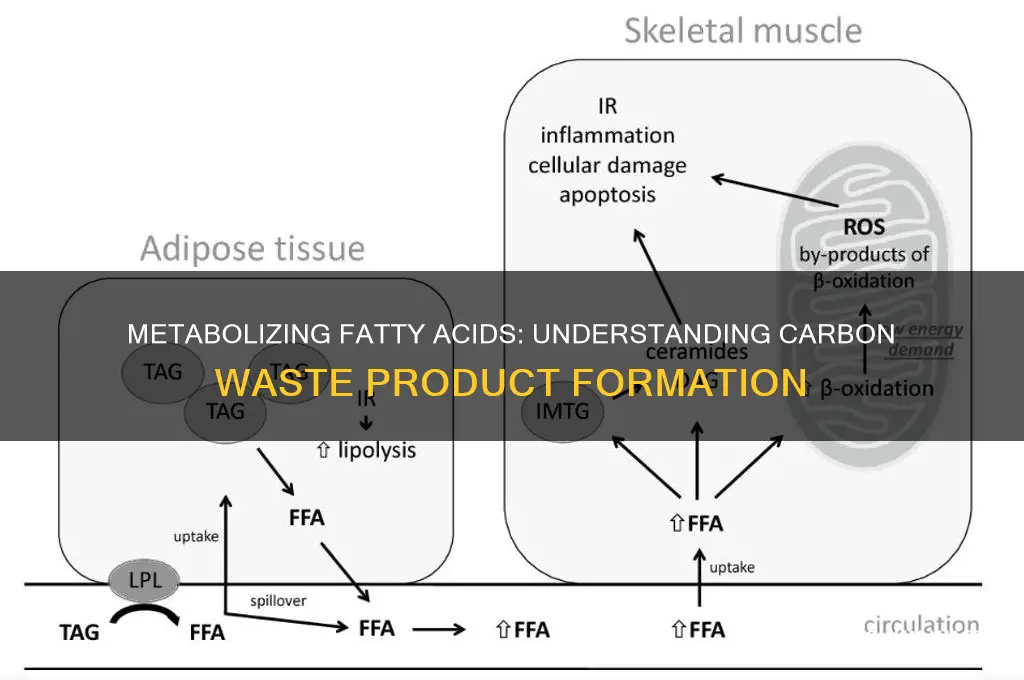 what is the carbon waste product when metabolizing fatty acids