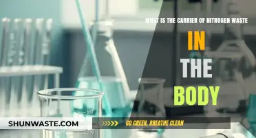 Understanding Urea: The Body's Primary Nitrogen Waste Carrier Explained