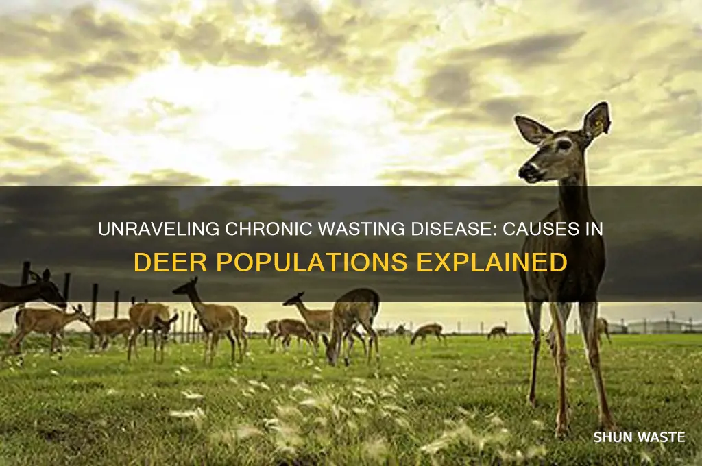 what is the cause of chronic wasting disease in deer