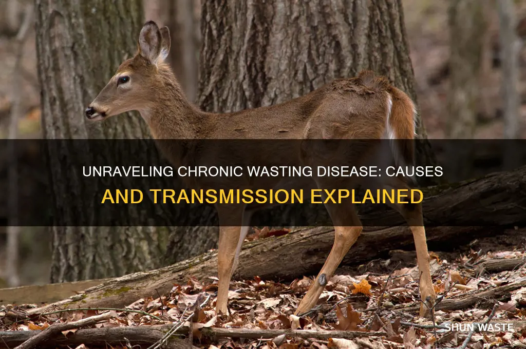 what is the cause of chronic wasting disease
