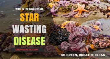 Unraveling the Mystery: What Causes Sea Star Wasting Disease?