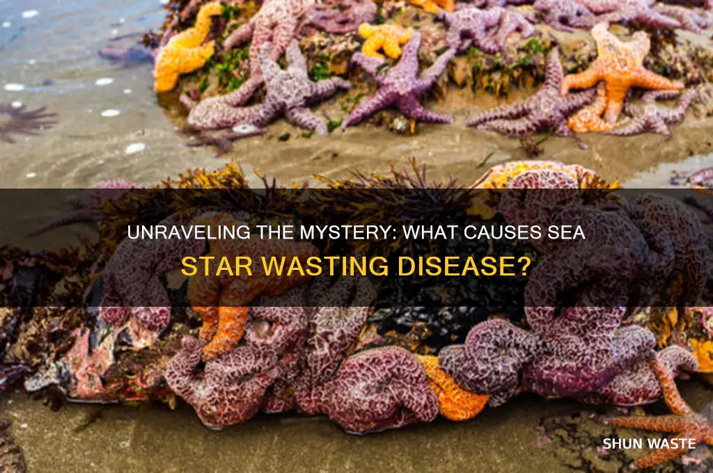 what is the cause of sea star wasting disease