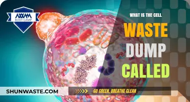 Unveiling the Cell's Waste Disposal: What is the Lysosome's Role?