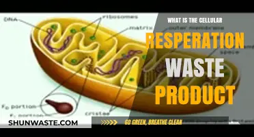 Cellular Respiration Waste: Understanding Carbon Dioxide and Water Production
