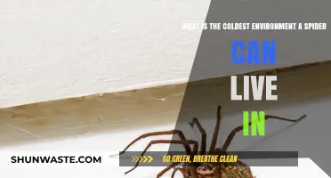 Chilling Survival: Exploring Spiders' Coldest Habitat Limits and Adaptations