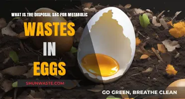 Egg Metabolic Waste Disposal: Understanding the Role of Allantois