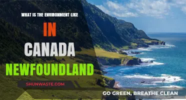 Exploring Newfoundland's Unique Environment: Climate, Wildlife, and Natural Beauty