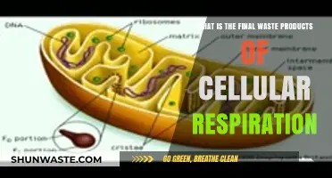Cellular Respiration's End: Unveiling the Final Waste Products