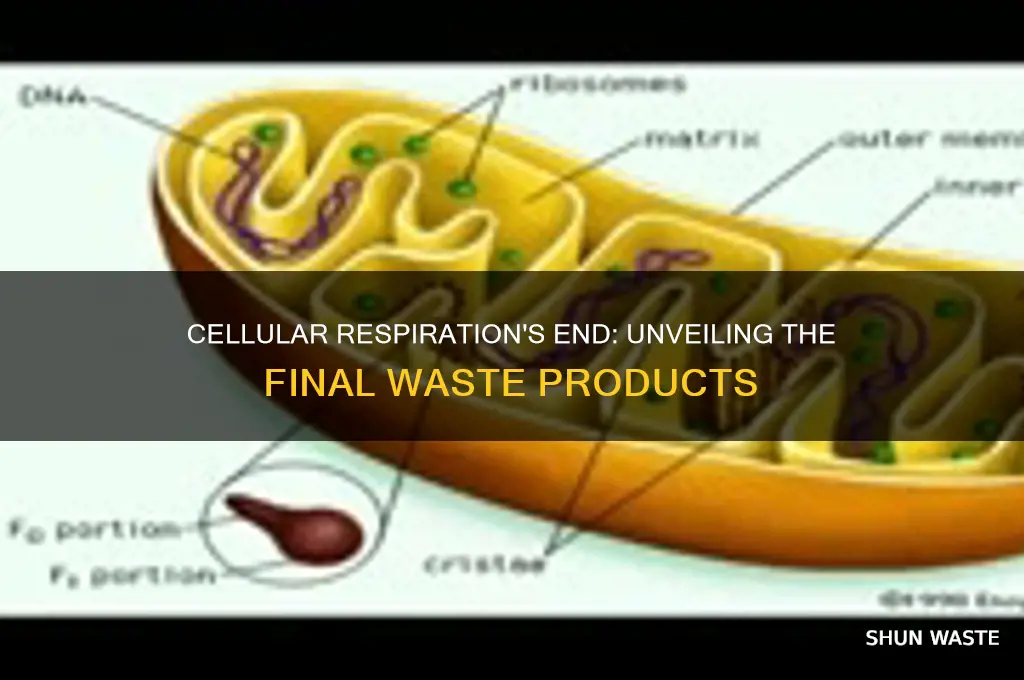 what is the final waste products of cellular respiration