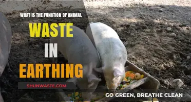 Animal Waste's Role in Earthing: Enhancing Soil Health and Grounding