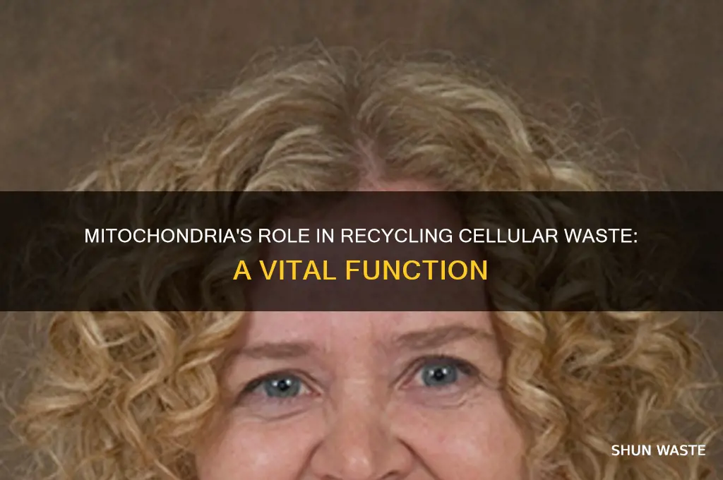 what is the function of mitochondria recycle cell waste