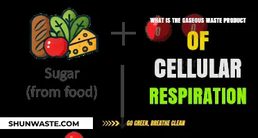 Understanding the Gaseous Waste Product of Cellular Respiration: Carbon Dioxide Explained