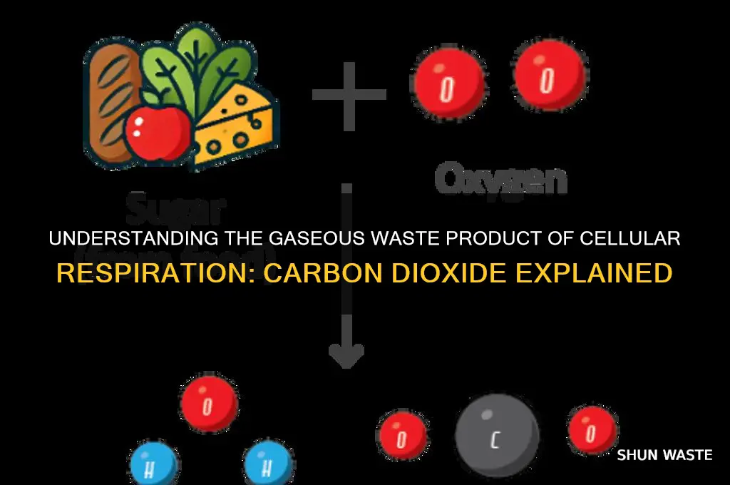 what is the gaseous waste product of cellular respiration