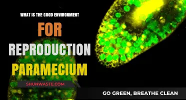 Optimal Conditions for Paramecium Reproduction: Environment and Factors Explained