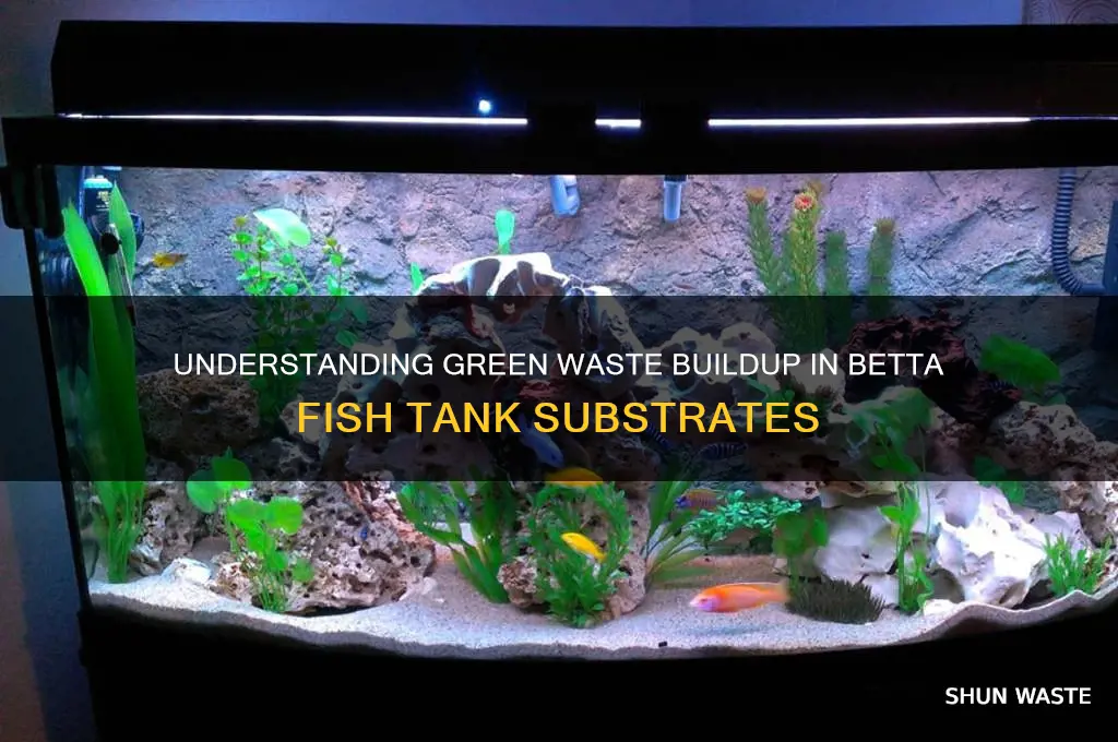 what is the green waste on bottom of betta tanks