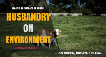 Animal Husbandry's Environmental Impact: Challenges and Sustainable Solutions